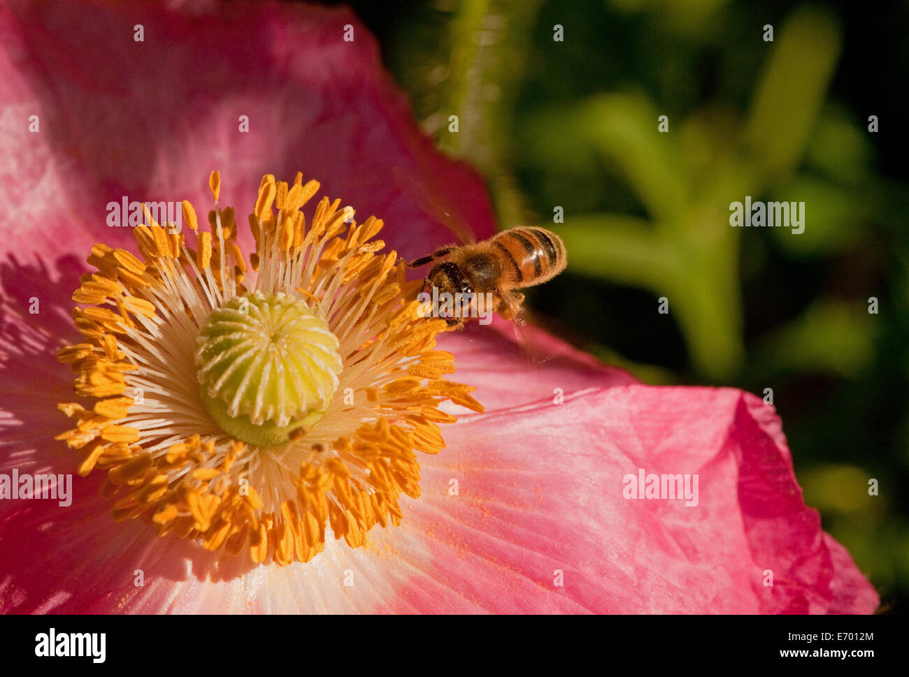 Honey Bee im Flug Annäherung an eine Mohnblume Stockfoto