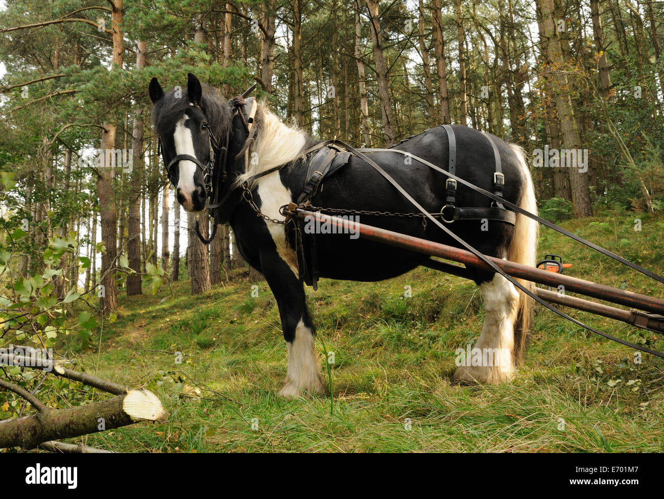 Merlin der Gypsy Cob warten geduldig auf die nächste Ladung Stockfoto