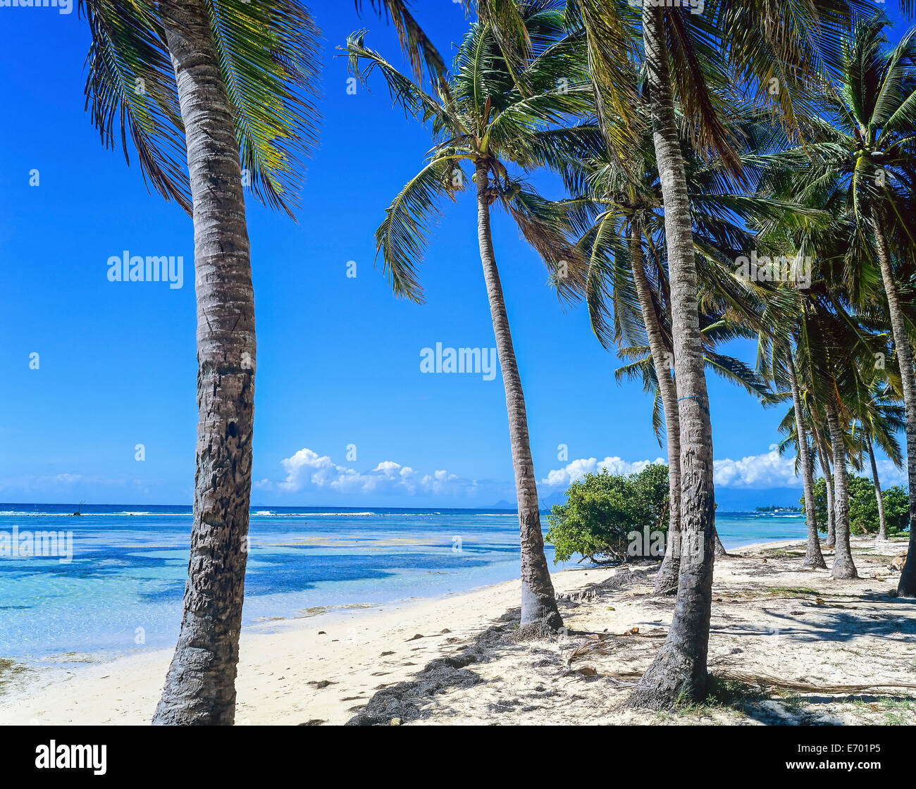 Bois Jolan Strand mit Palmen Bäume, Sainte-Anne, Guadeloupe, Französisch-Westindien Stockfoto