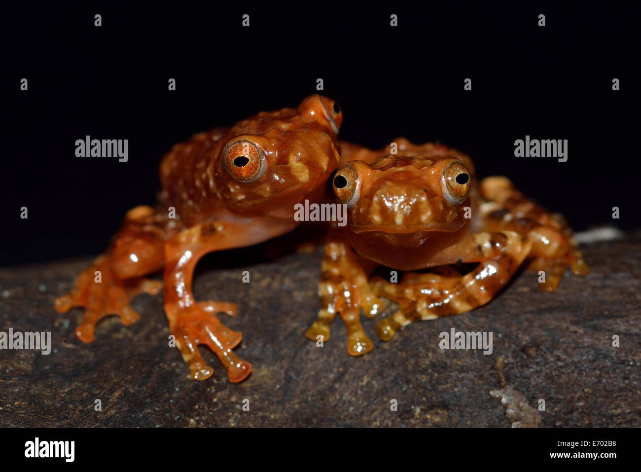 Jungtiere von Bornean fliegender Frosch, Rhacophorus borneensis Stockfoto