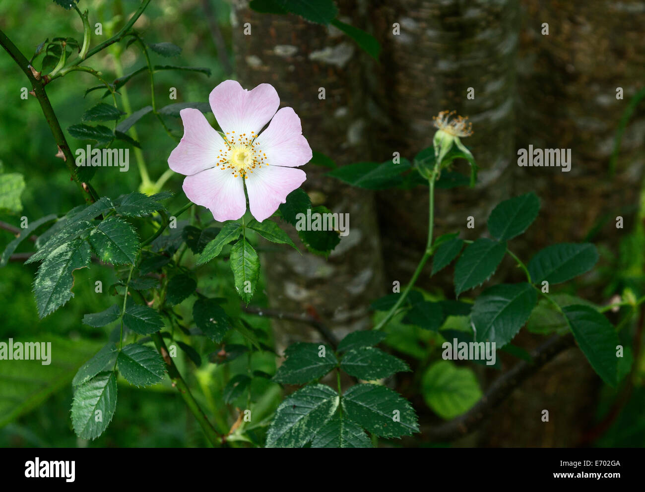 Hundsrose (Rosa Canina) Stockfoto