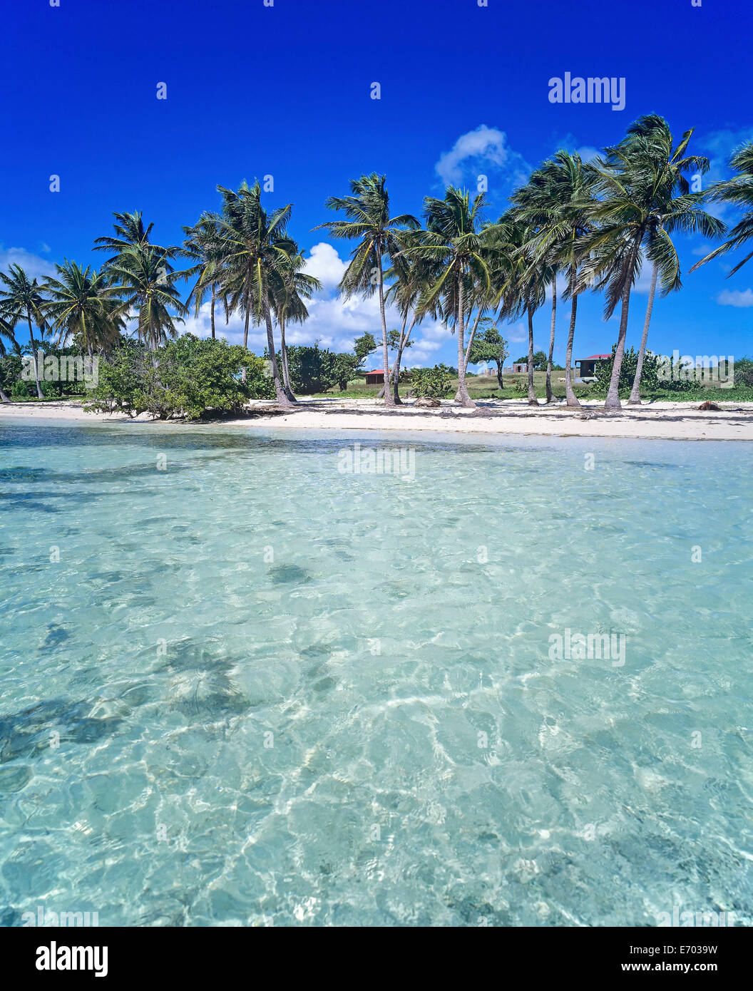 Bois Jolan Strand mit Palmen Bäume, Sainte-Anne, Guadeloupe, Französisch-Westindien Stockfoto