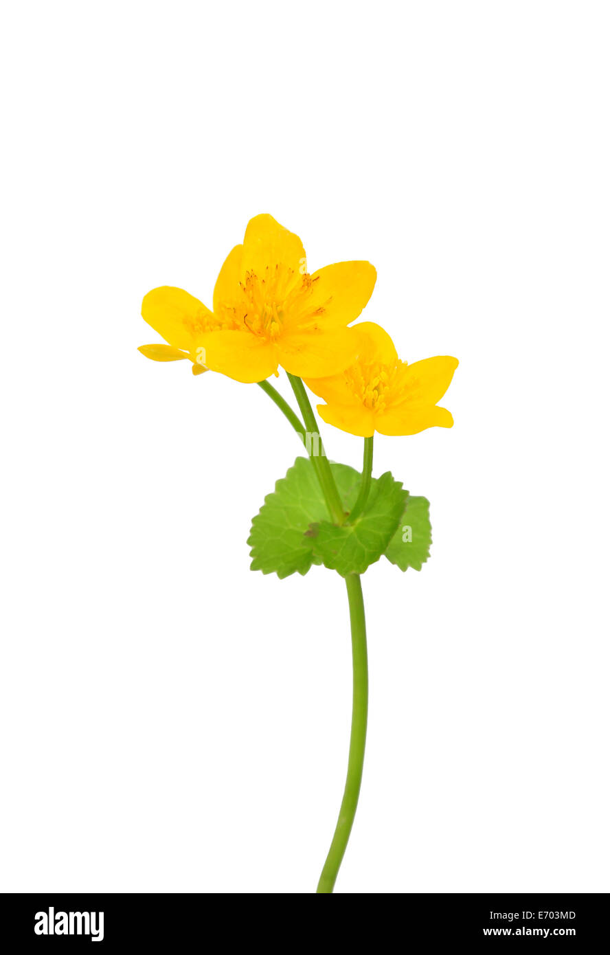 Marsh Marigold (Caltha Palustris) Stockfoto