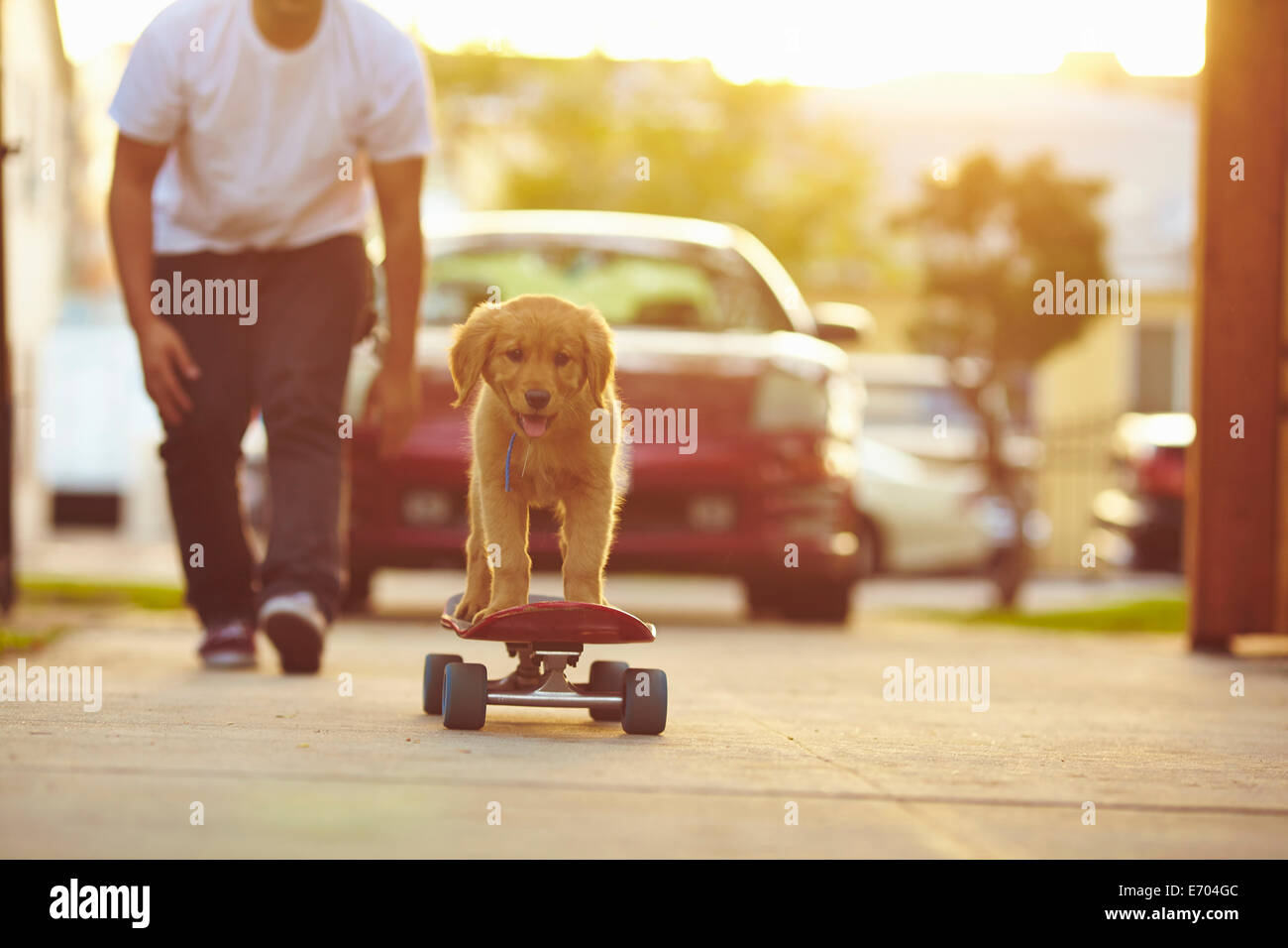 Labrador-Welpe auf Skateboard, Besitzer nach hinten Stockfoto