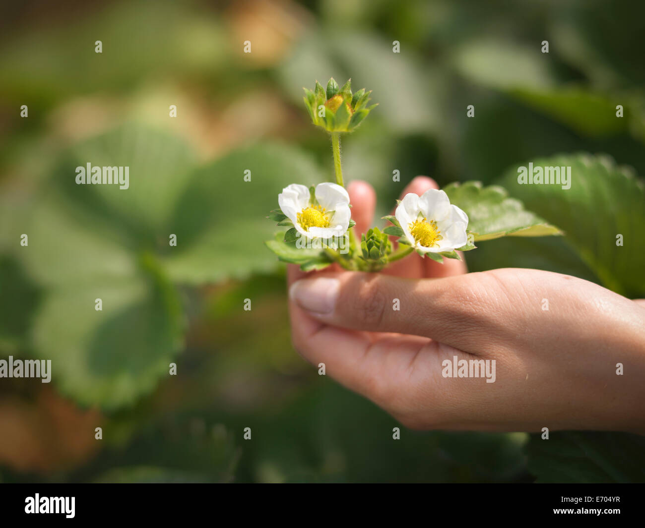 Nahaufnahme von Hände halten Erdbeere Blumen im Obsthof Stockfoto