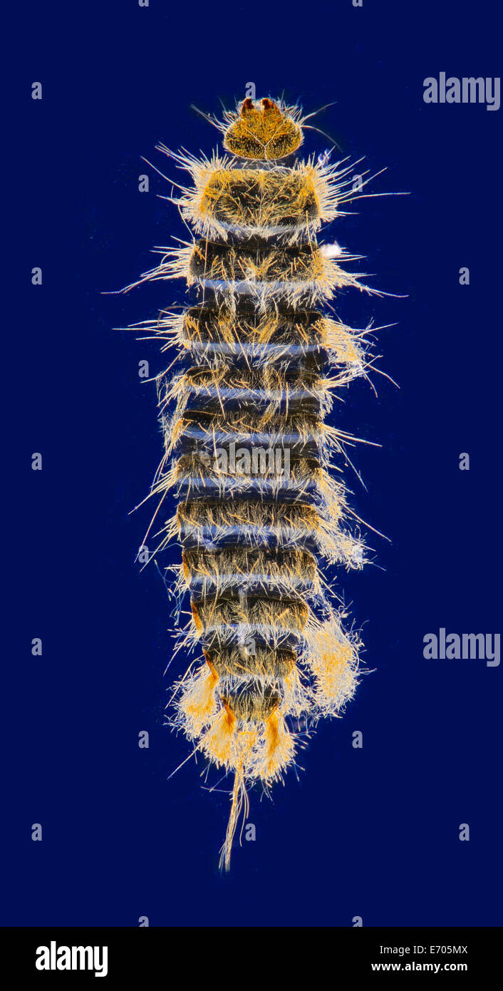 Teppich Käferlarve, Anthrenus Verbasci, allgemein bekannt als wolligen Bär, Dunkelfeld Mikrophotographie. Stockfoto