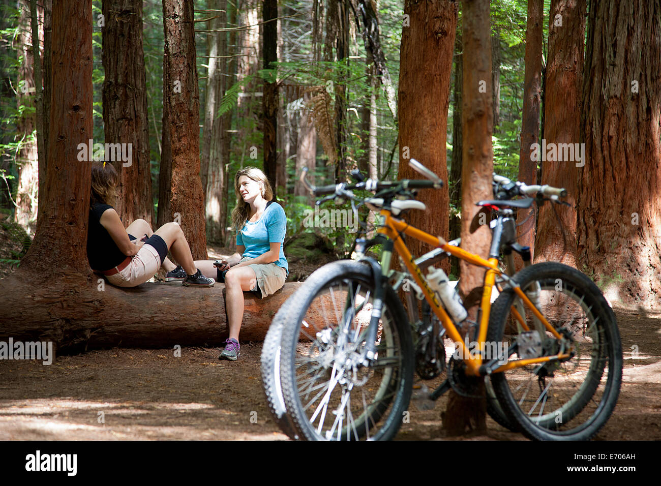 Zwei Frauen-Mountain-Biker im Chat auf Baumstamm im Wald Stockfoto