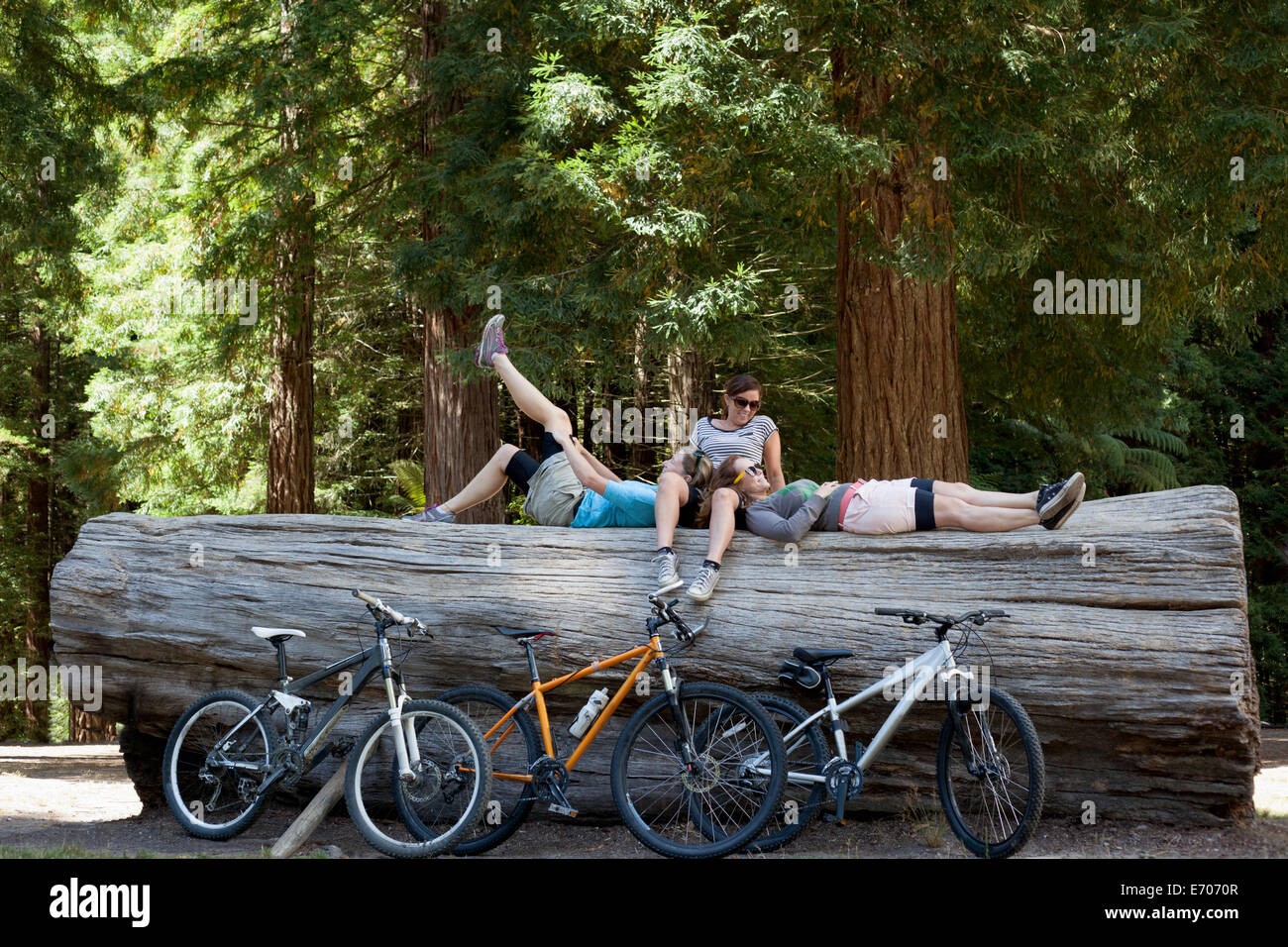Drei Frauen Mountainbiker eine Pause am Stamm des Baumes im Wald Stockfoto