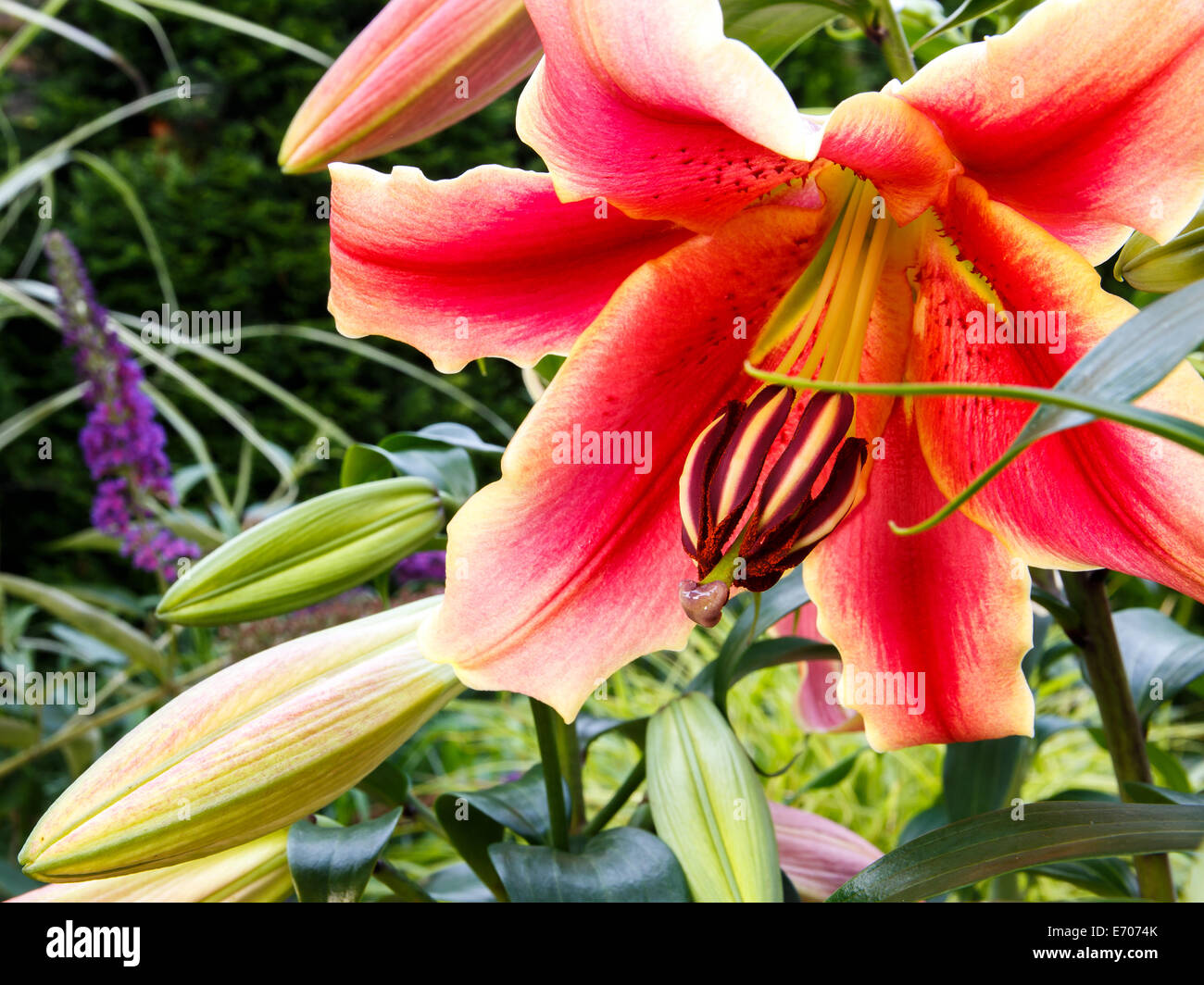 Nahaufnahme einer Lilie Blume im Sommergarten Stockfoto