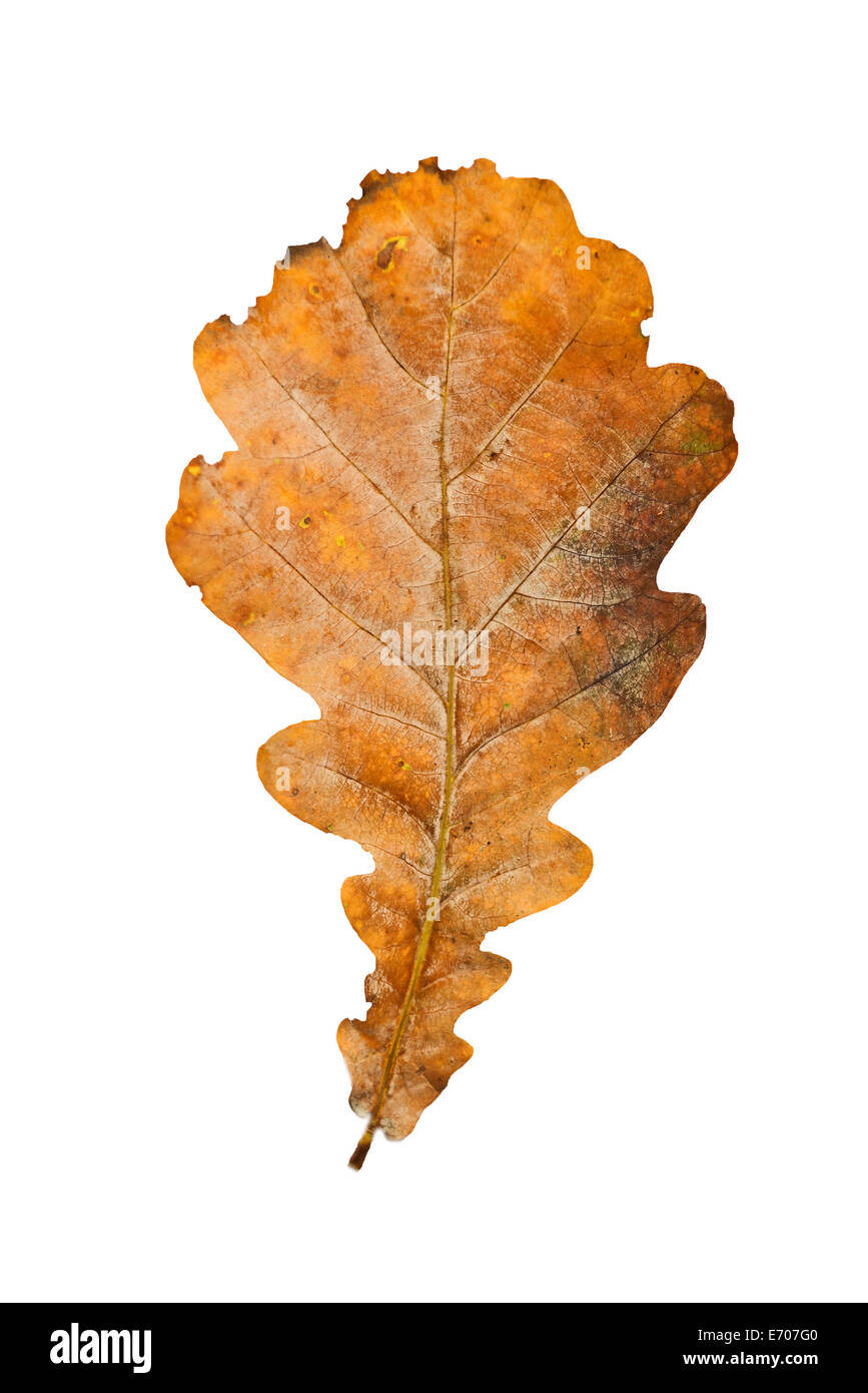 Trockenem Eichenblatt im Herbst auf weißem Hintergrund Stockfoto