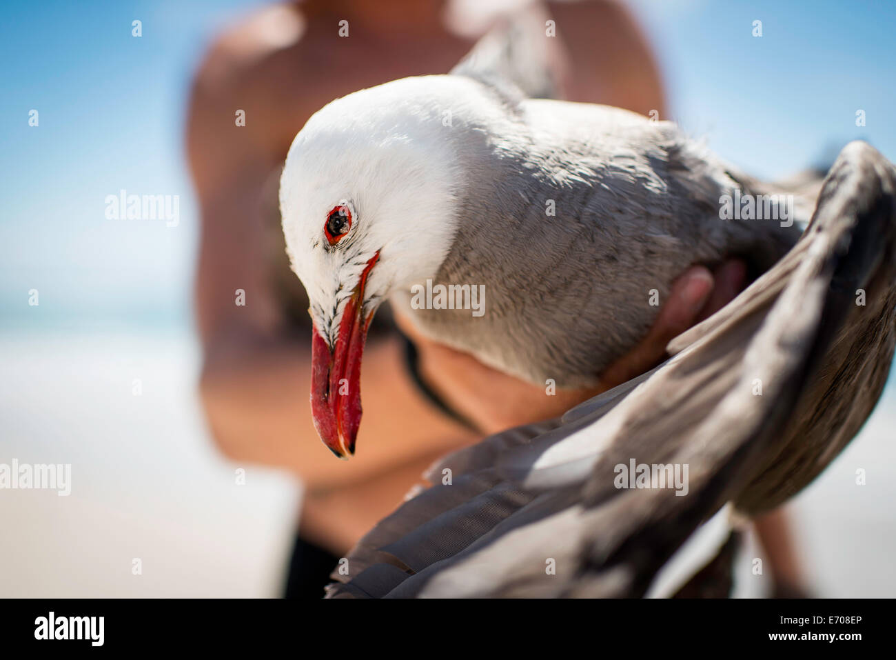 Mitte erwachsenen männlichen Holding Möwe Möwe im Fokus Stockfoto