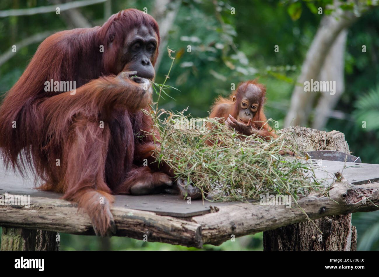 Baby Orangutan Essen mit seiner Mutter Stockfoto