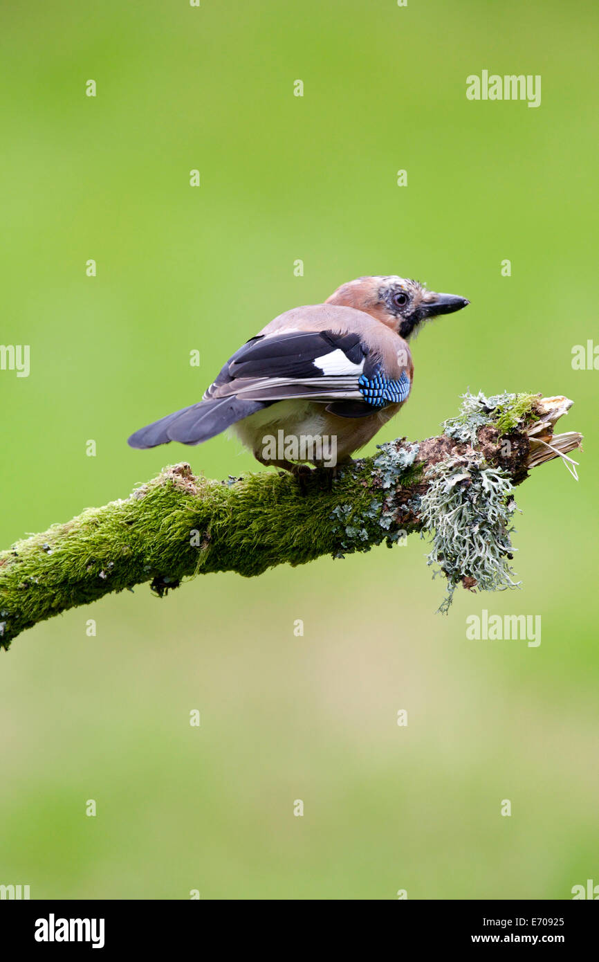 Jay thront auf einem Flechten bedeckt Zweig #3393 Stockfoto