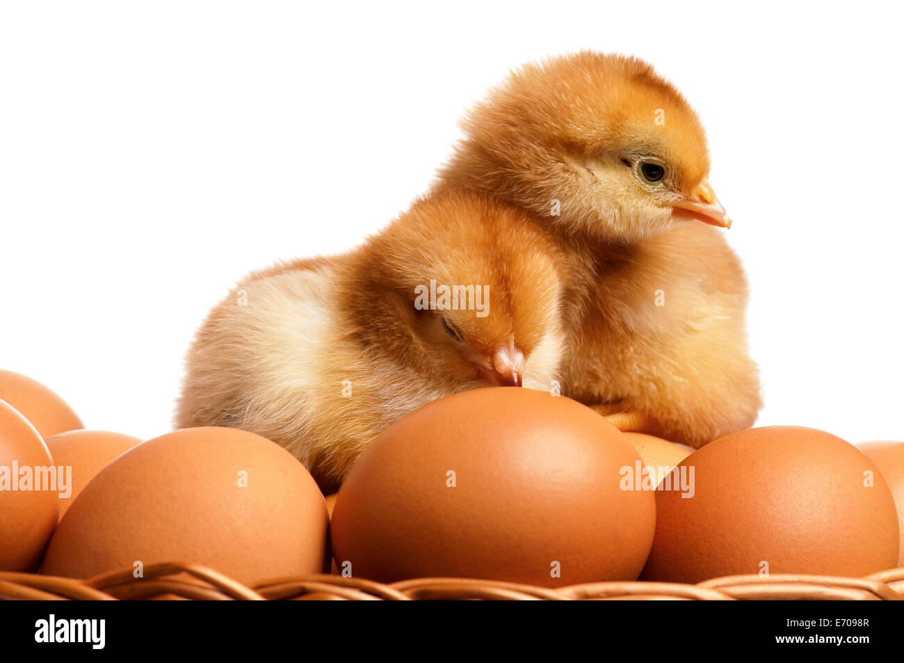 Eiern und Hühnerfleisch Stockfoto