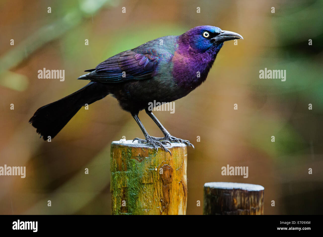 Gemeinsame Grackle (Quiscalus Quiscula) mit einem schillernden Schimmer. Stockfoto