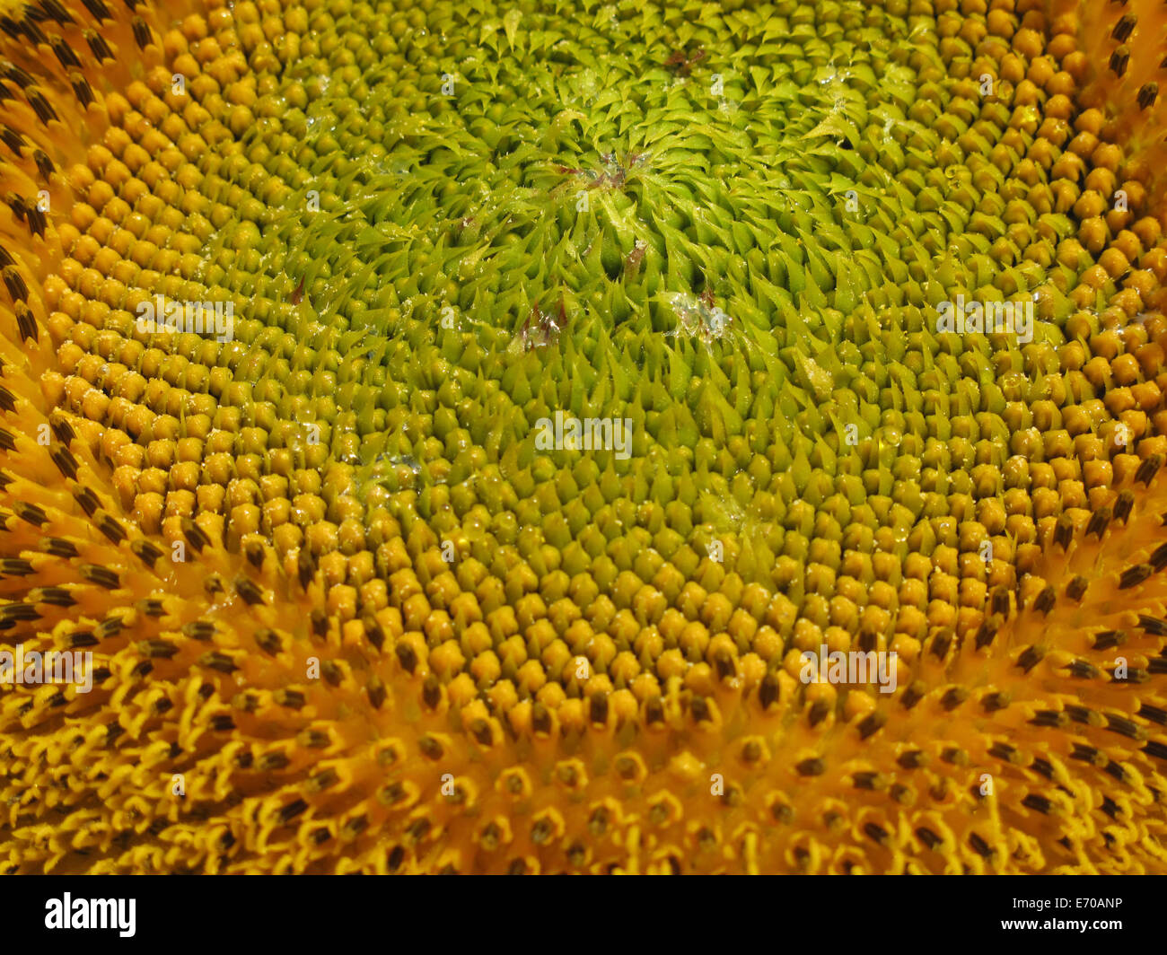blühenden Sonnenblumen Stockfoto