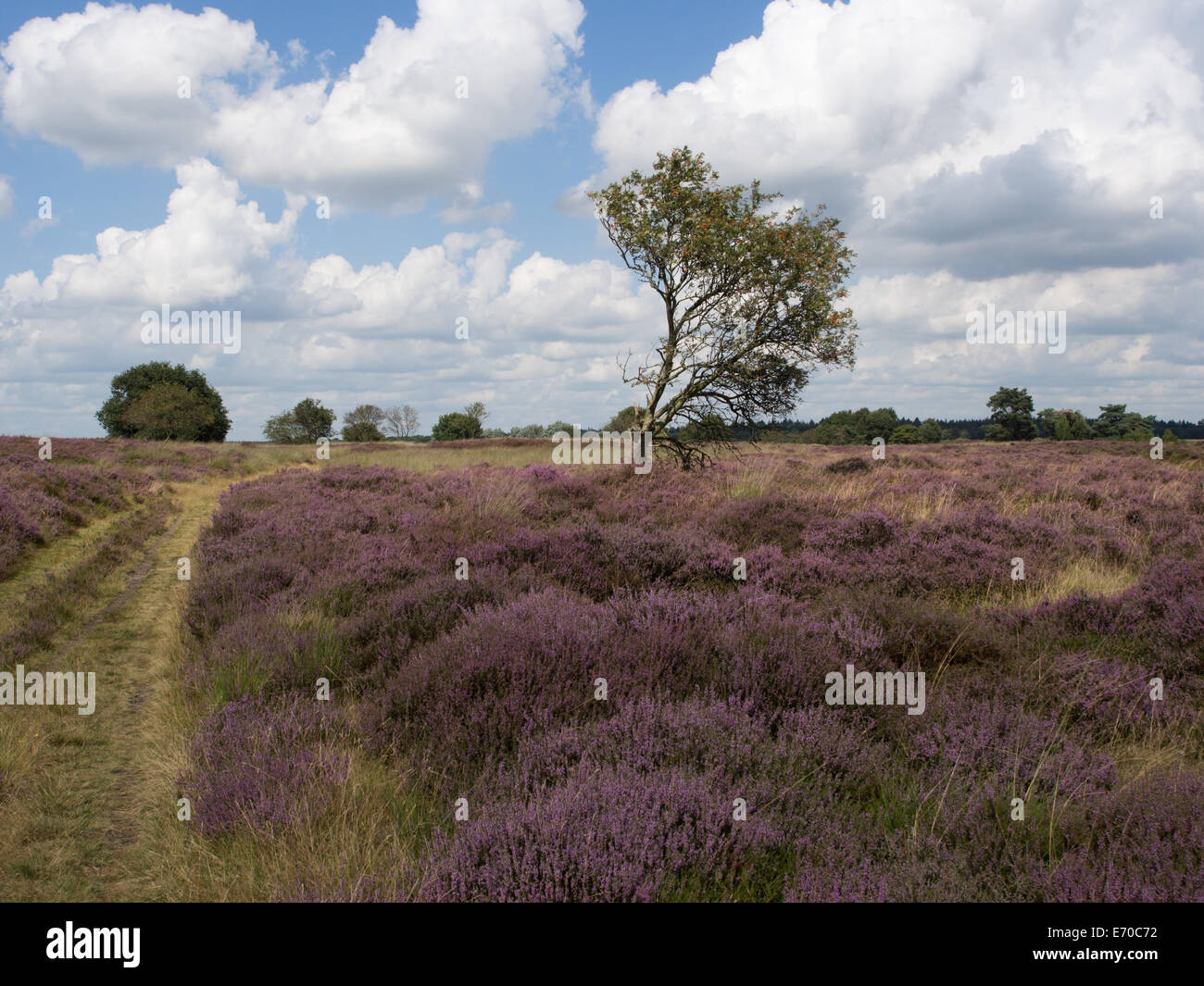 Die Hijkerveld in der Provinz Drenthe, Niederlande Stockfoto