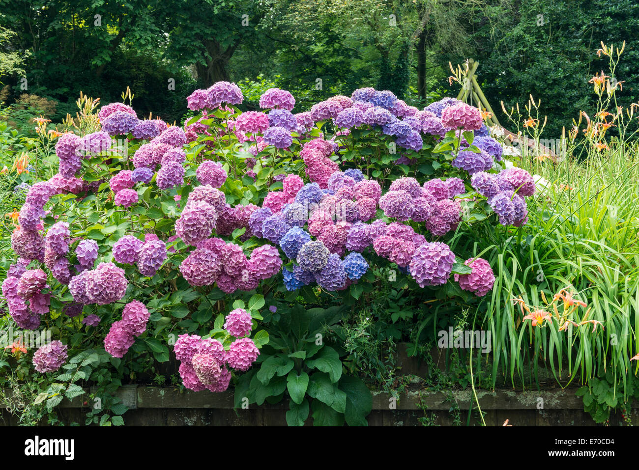 Hortensia (Hortensie) Blüte, Amersfoort, Niederlande Stockfoto