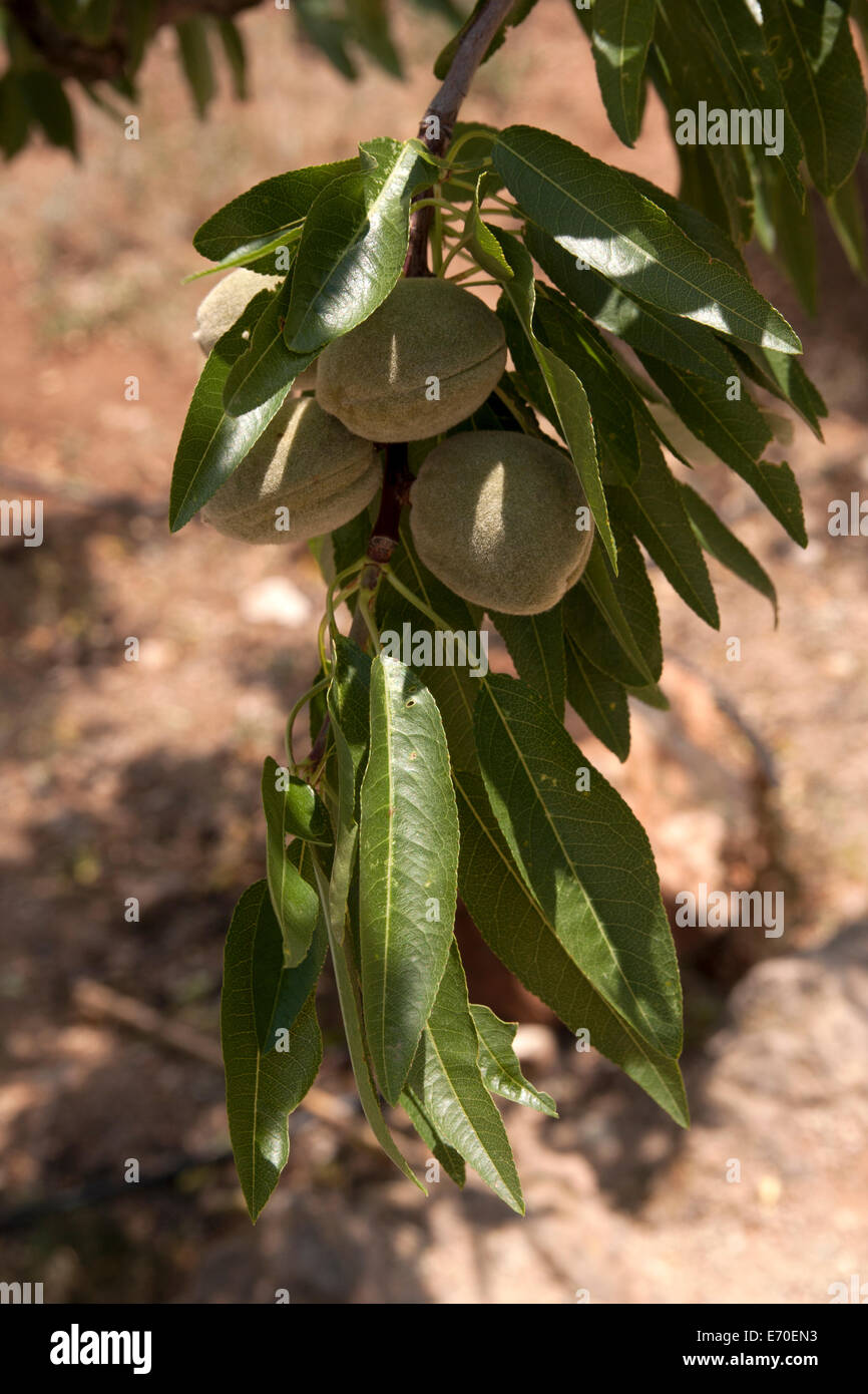 Mandelbaum (Prunus Amygdalus) mit reifen Früchten. Provinz Valencia, Spanien Stockfoto
