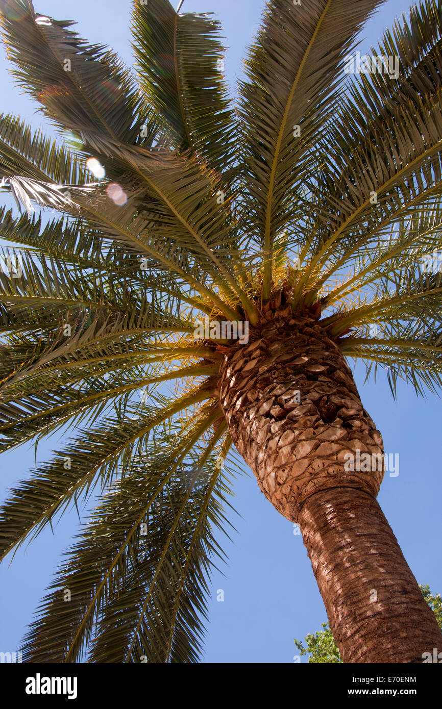 Date Palm, Nahaufnahme der Blätter und Stamm, Valencia, Spanien Stockfoto