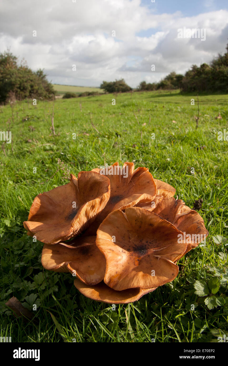rote Milkcap Lactarius Pilze wachsen bei Devils Dyke, South Downs, Sussex, England Stockfoto