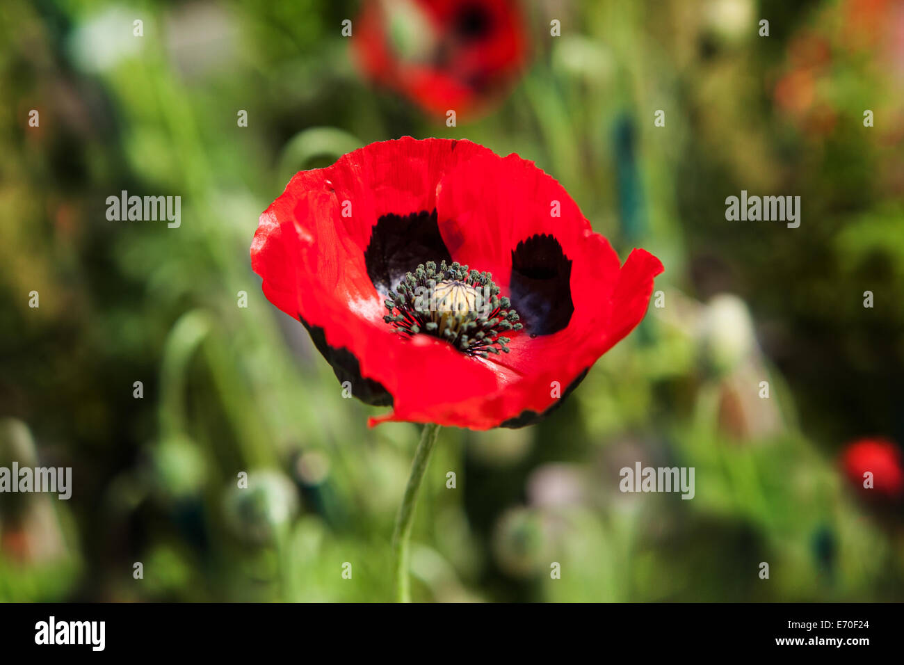 Marienkäfer-Mohn Stockfoto