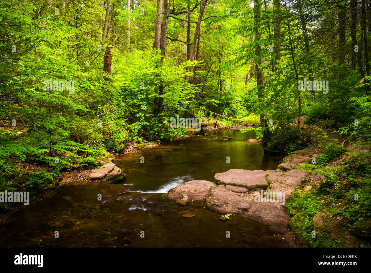 Ein Stream in einem üppigen Wald Ricketts Glen State Park, Pennsylvania. Stockfoto