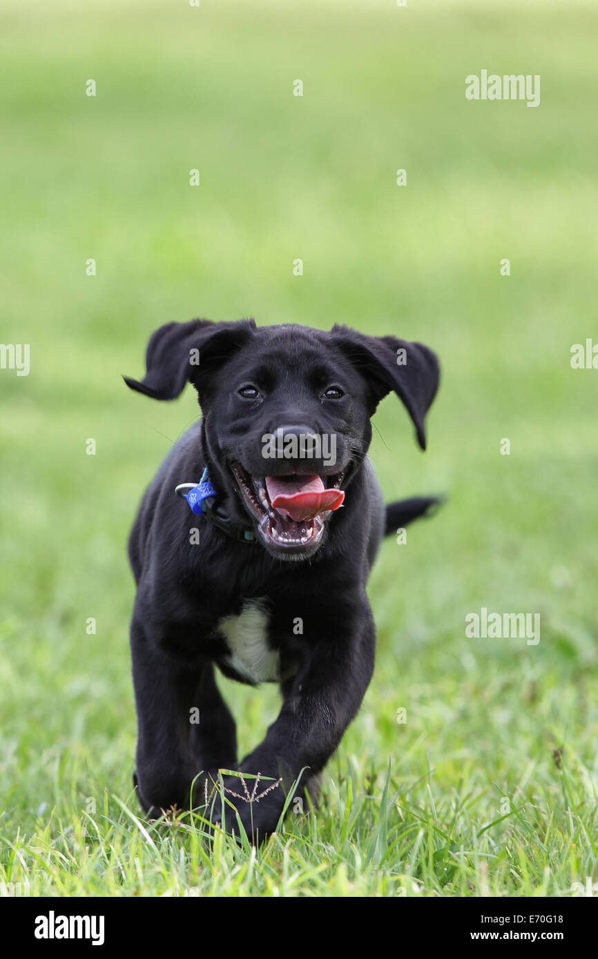 Eine junge Labrador und golden Retriever Kreuz geht Wild im Park. Stockfoto