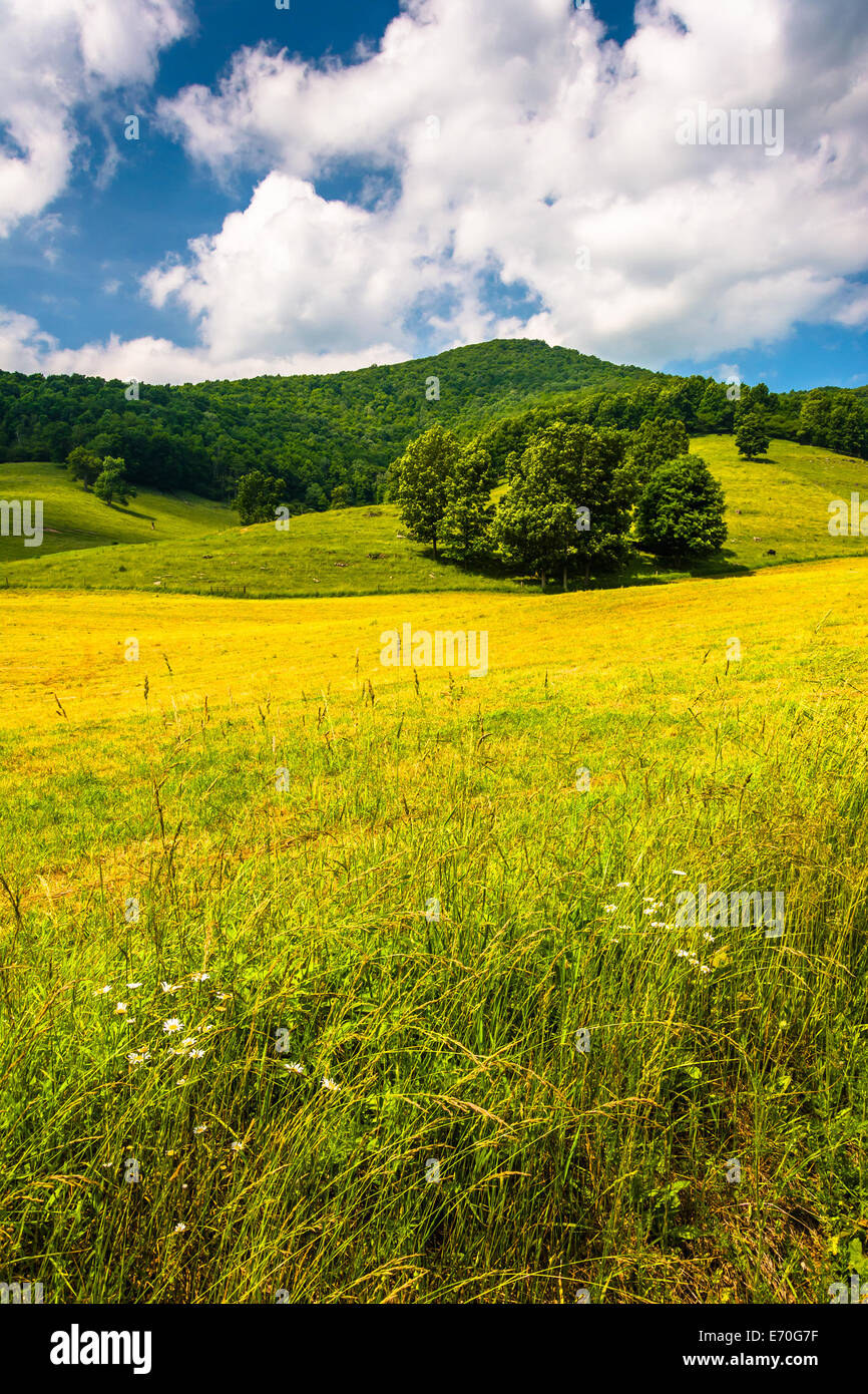Feld-Hof und Berg im ländlichen Potomac Hochland von West Virginia. Stockfoto