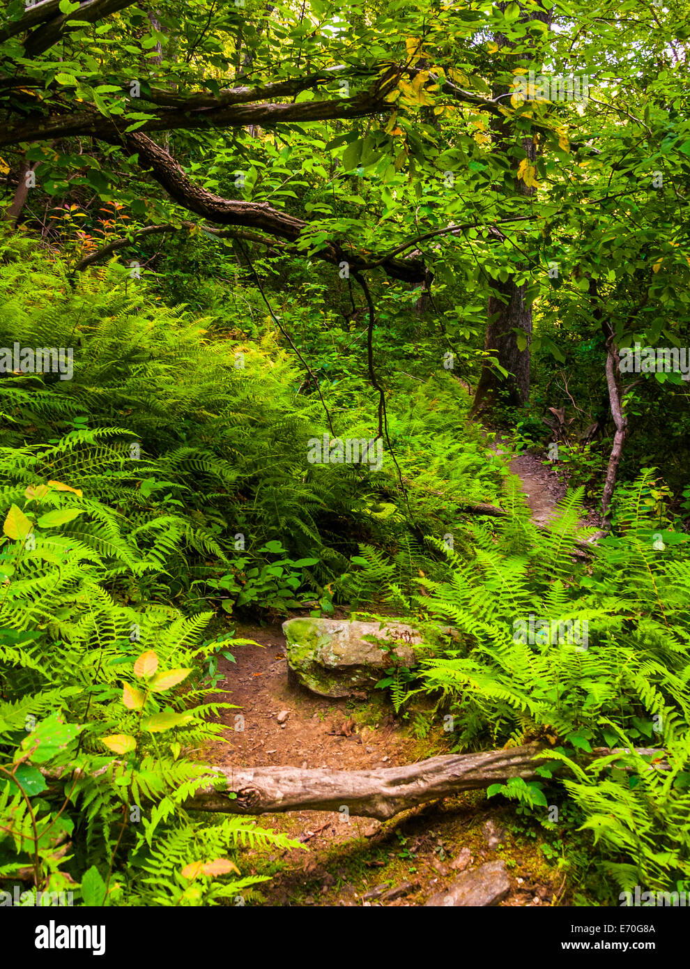 Farne auf einem Wanderweg in einem üppigen Wald, in Baltimore County, Maryland. Stockfoto