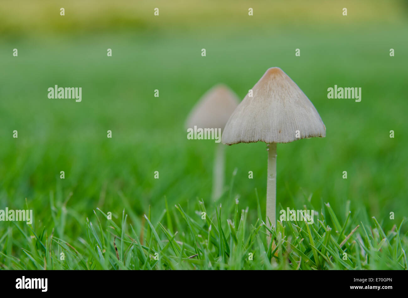 Kleine braune Pilze nach dem Regen in einem Garten blühen Stockfoto