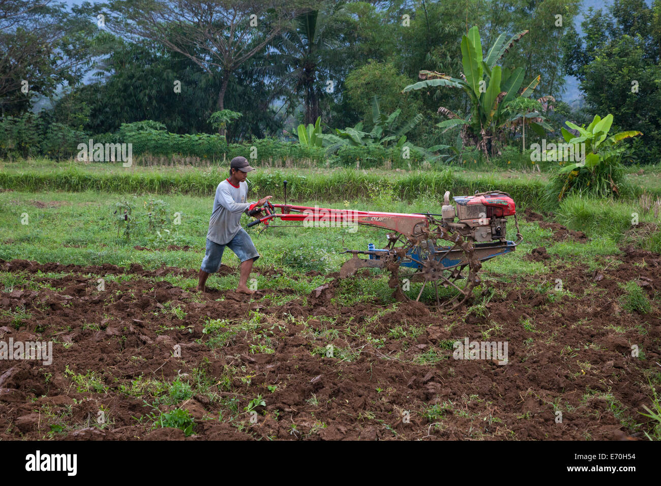 Borobudur, Java, Indonesien.  Felder, Tabak Pflanzen vorbereiten. Stockfoto