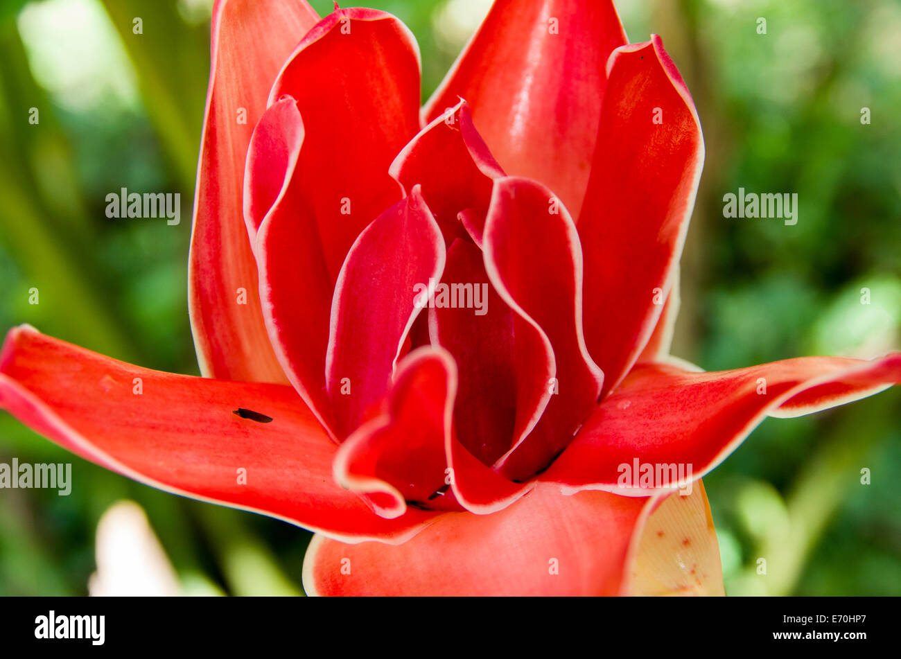 Heliconias Blumen im regen Wald von Tingo María. huánuco Abteilung. Peru. Stockfoto