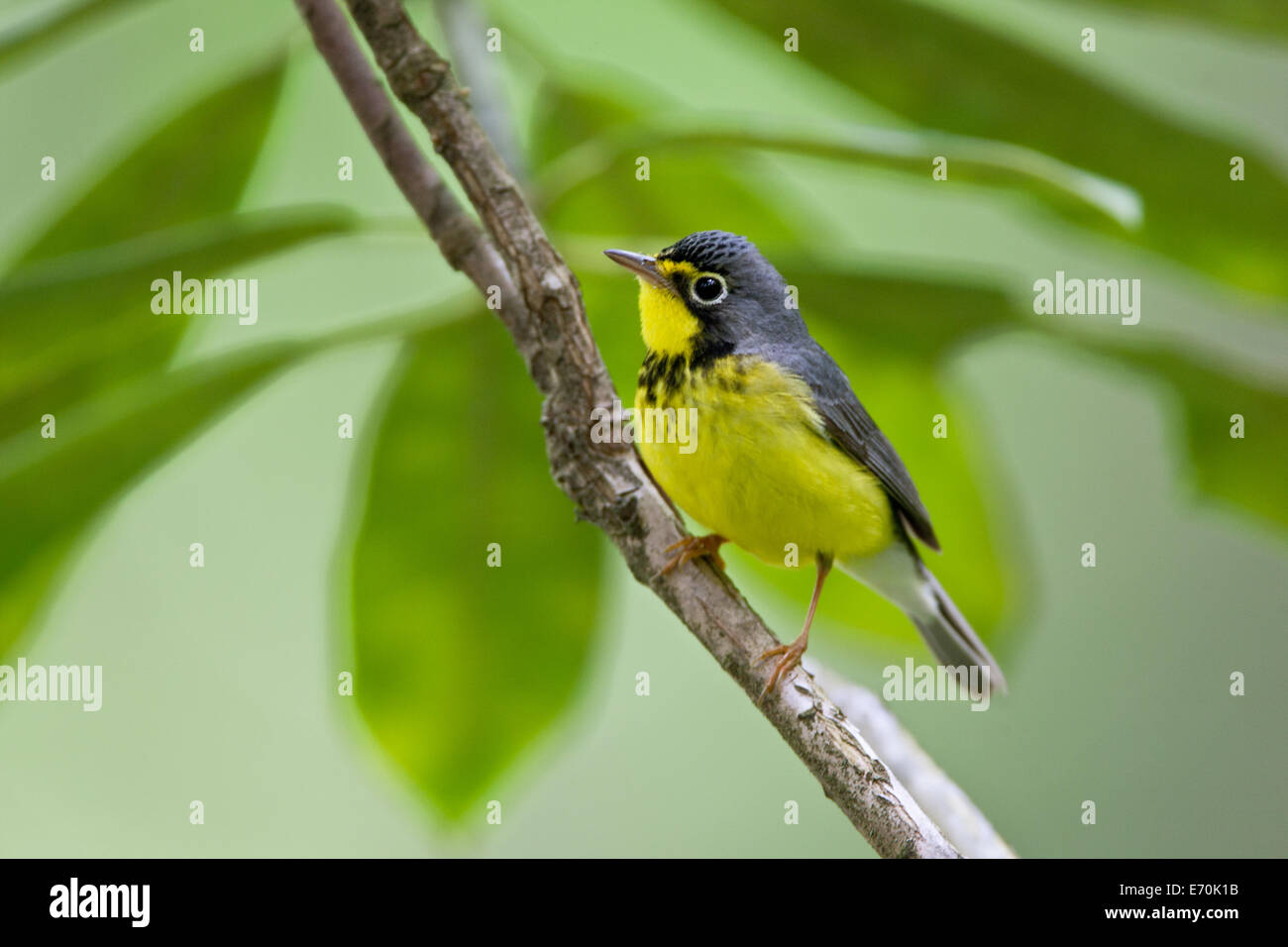 Kanada Waldsänger singvögel Ornithologie Wissenschaft Natur Tierwelt Umwelt Stockfoto