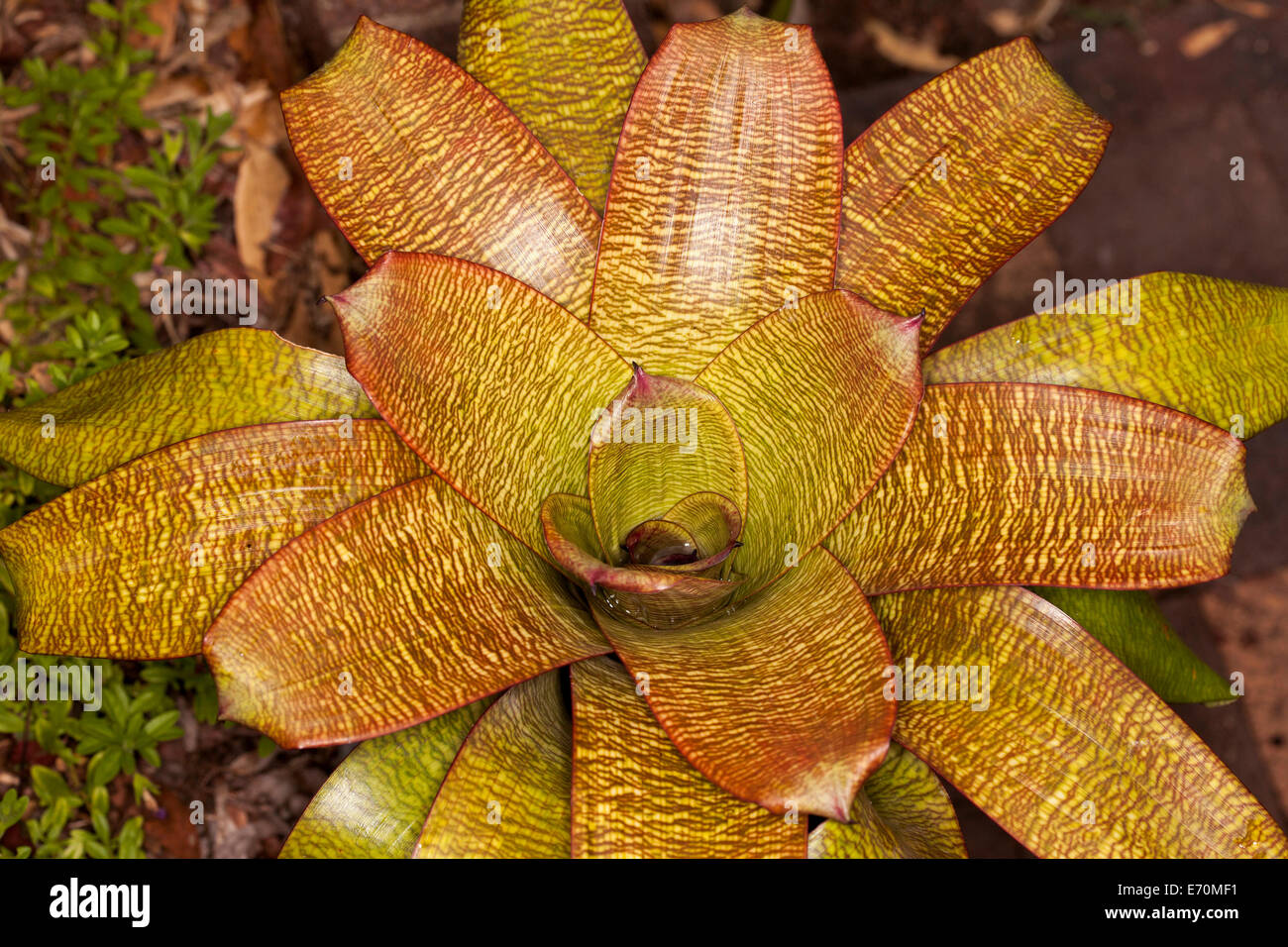 Leuchtend gelb und rot gestreift Laub der Bromelie, Vriesia Hybrid "Goldfinger" im Freien in warmen Klimas wachsen Stockfoto