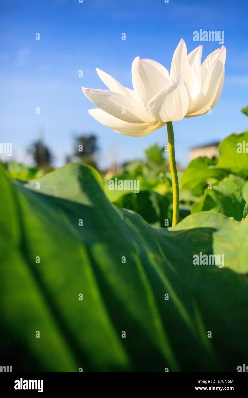 Closeup auf Lotus Petal mit Exemplar für Adv oder anderen Zweck Verwendung Stockfoto