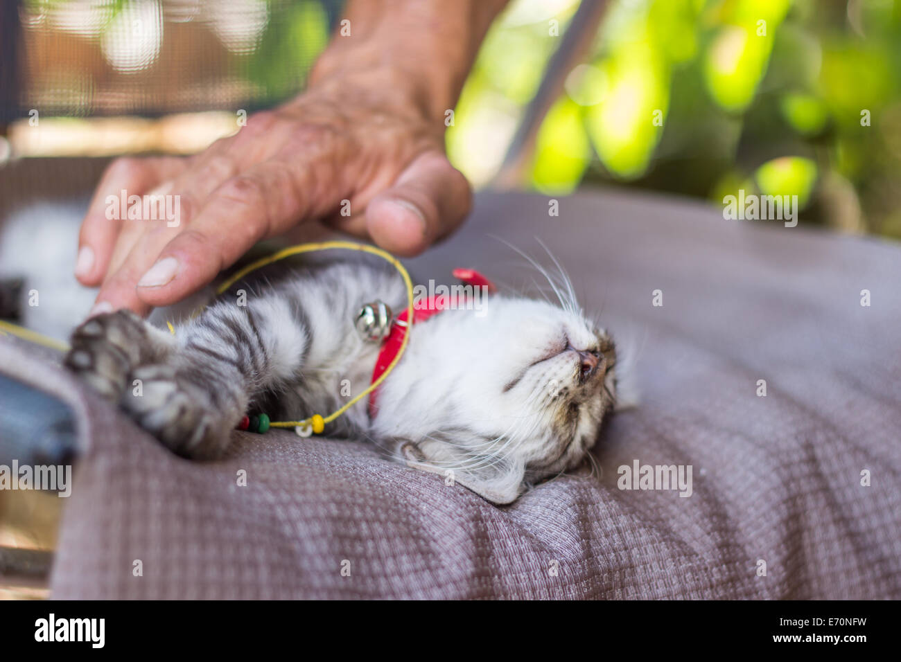 Kitty Katze Gesicht Porträt schlafen Hand berühren Stockfoto