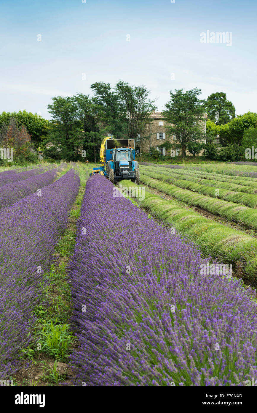 Lavendel Ernte Grignan Departement Drome Rhone Alpes Provence