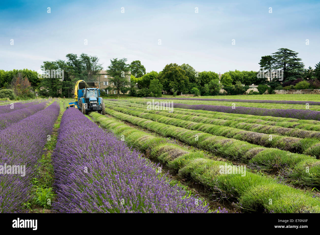Lavendel Ernte, Grignan, Département Drôme, Rhône-Alpes, Provence, Frankreich Stockfoto