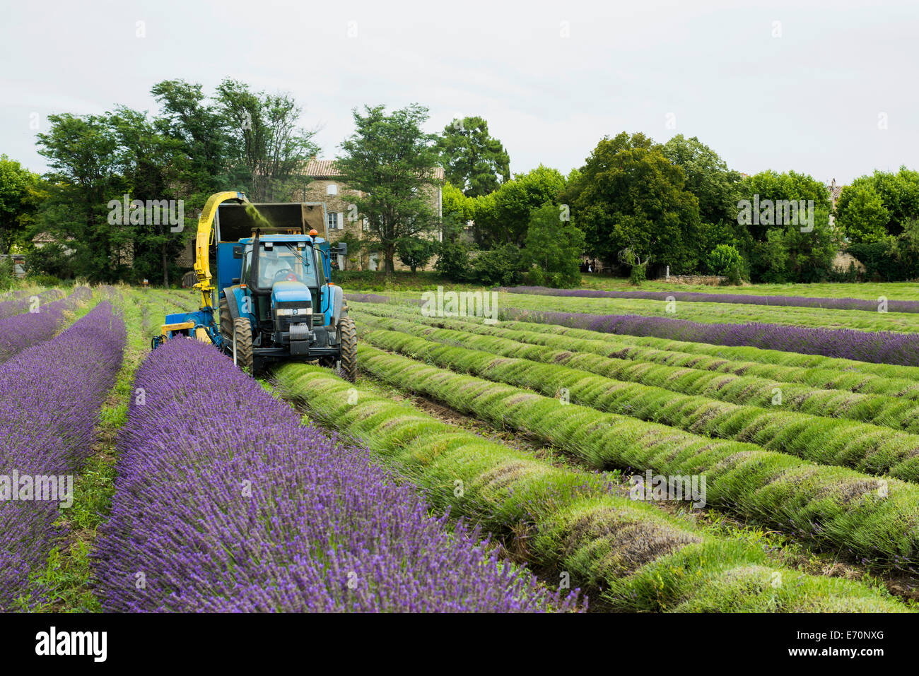Lavendel Ernte, Grignan, Département Drôme, Rhône-Alpes, Provence, Frankreich Stockfoto