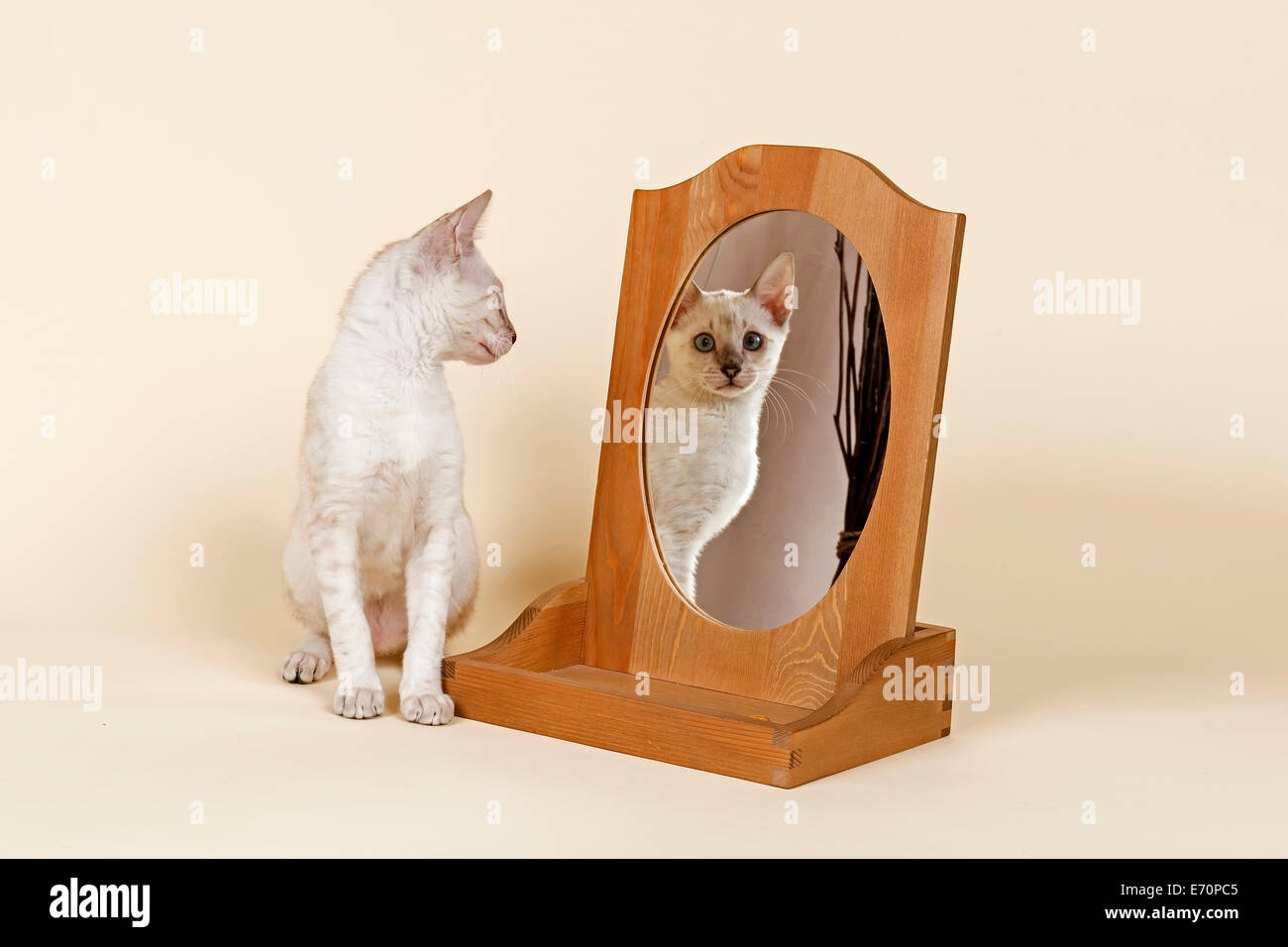 Bengal-Katze, Fell Farbe Schnee, 16 Wochen, sich selbst im Spiegel betrachten Stockfoto