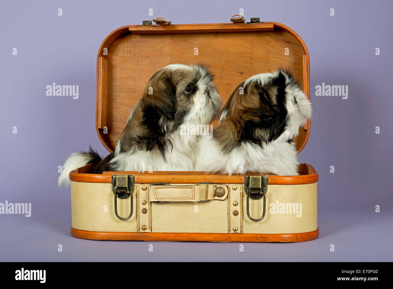 Zwei Shih Tzu Welpen, 10 Wochen, Gold, weiß, in einem Koffer Stockfoto