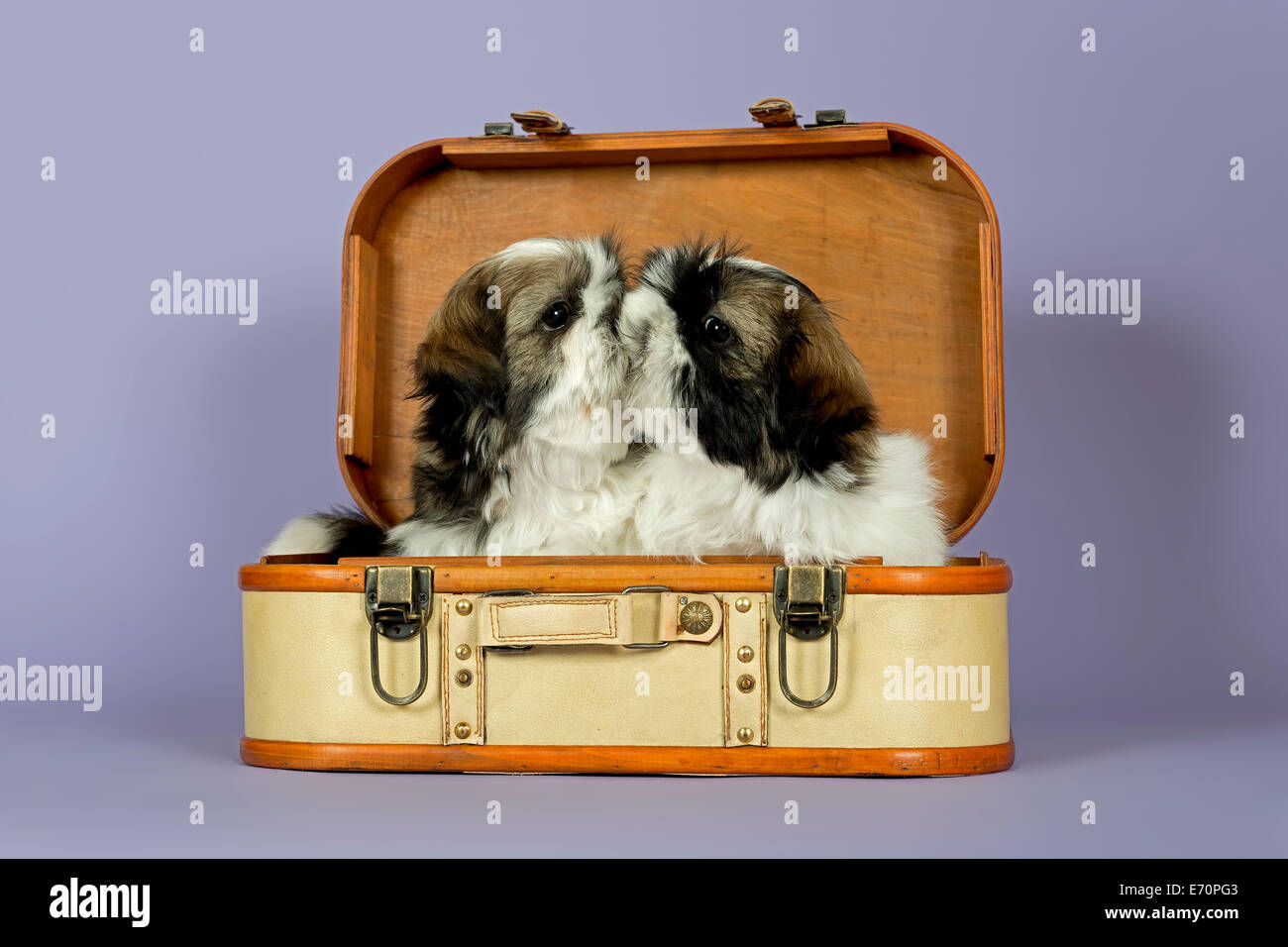 Zwei Shih Tzu Welpen, 10 Wochen, Gold, weiß, in einem Koffer Stockfoto