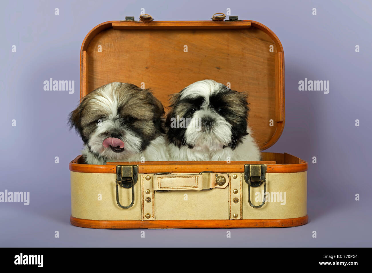Zwei Shih Tzu Welpen, 10 Wochen, Gold, weiß, in einem Koffer Stockfoto