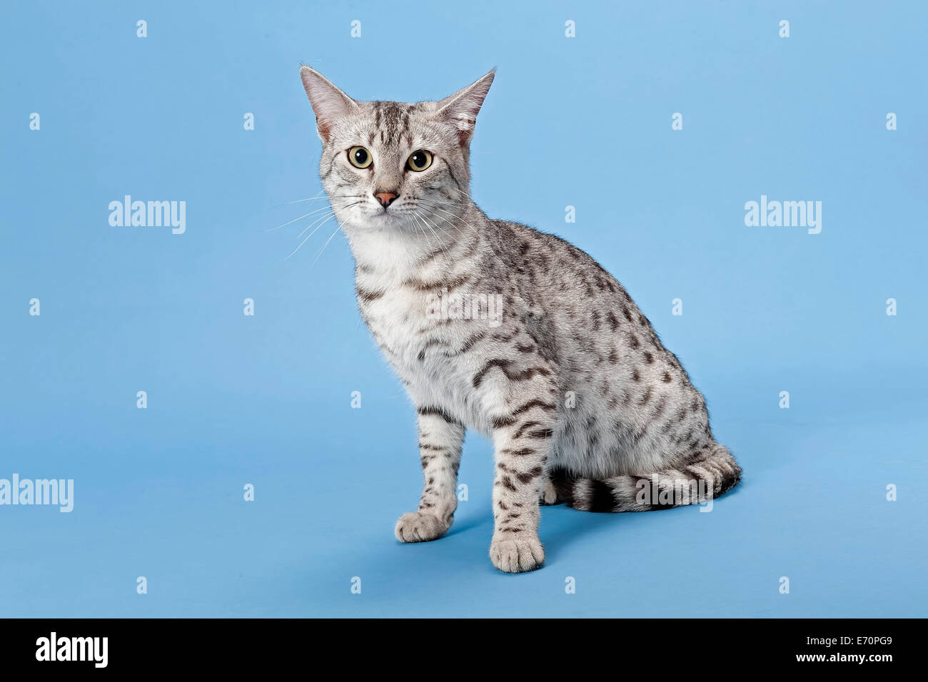 Ägyptische Mau, Katzenrasse, Katze, Farbe 14 Monate, Silber getupft  Stockfotografie - Alamy