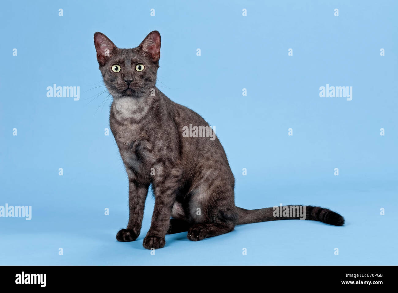 Ägyptische Mau, Katzenrasse, Kätzchen, Farbe schwarzen Rauch  Stockfotografie - Alamy