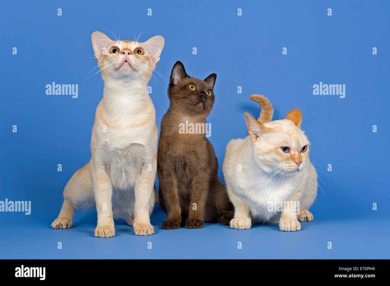 Drei Stammbaum Burmakatzen Stockfoto