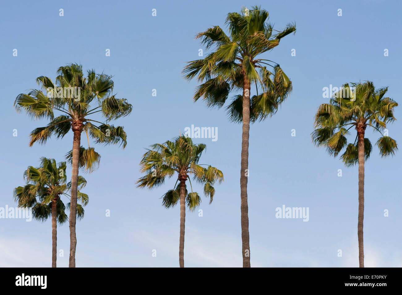 5 Palmen, Los Angeles, Kalifornien, USA Stockfoto