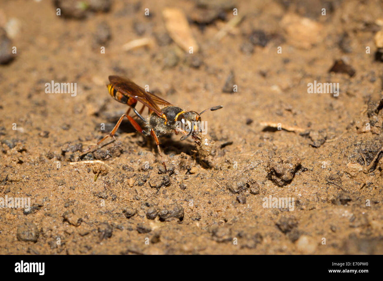 Sceliphron Curvatum Orientalische Mörtelwespe Stockfoto