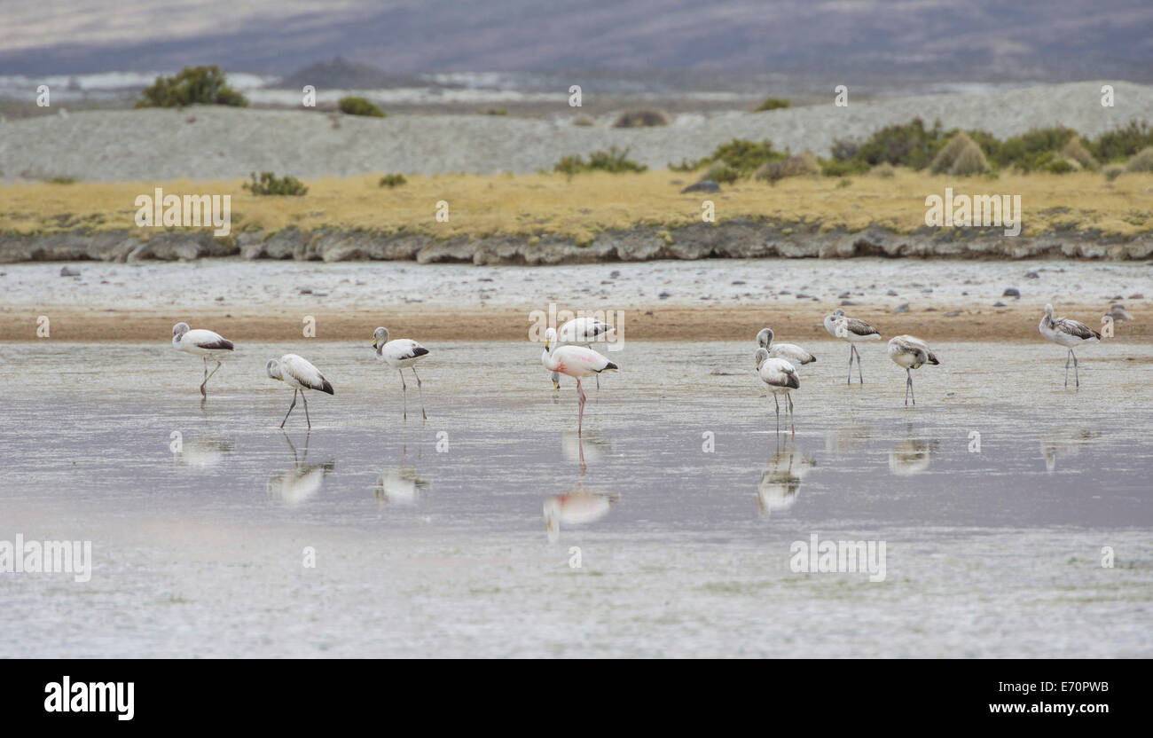 Ist James Flamingo (Phoenicoparrus jamesi), Putre, Arica y parinacota Region, Chile Stockfoto